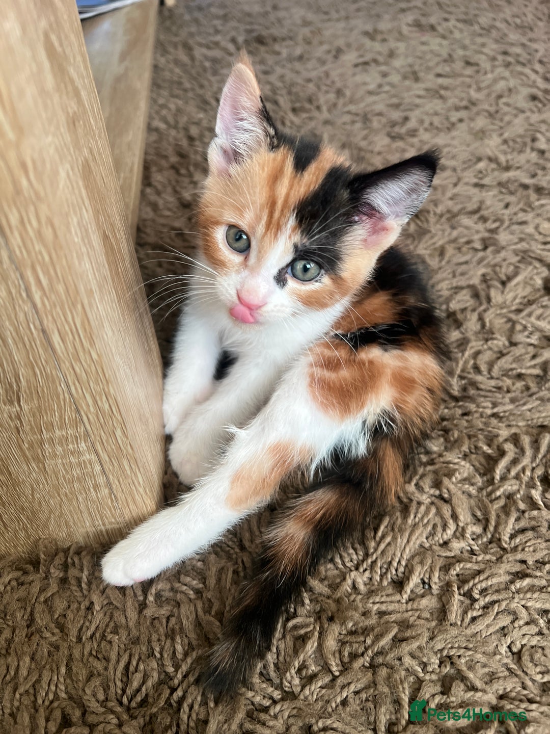 Domestic Shorthair cats for sale: 4 beautiful kittens 3 female 1 male - Image 5