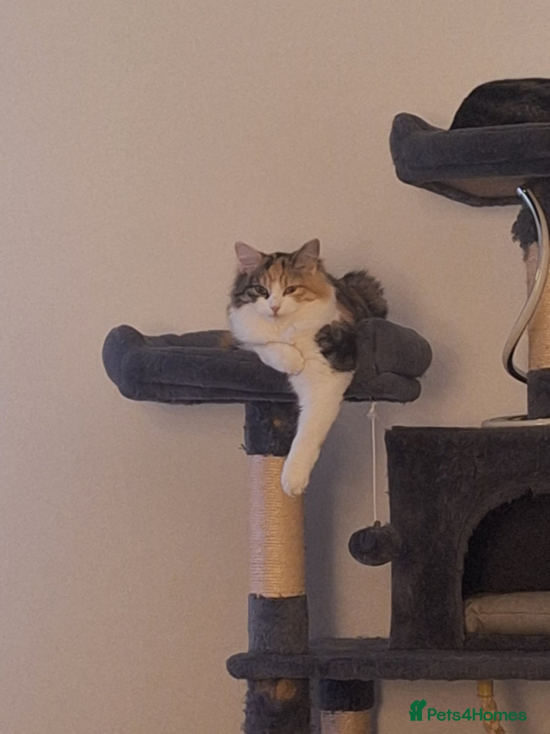 Mixed Breed cats for sale: Beautiful long haired Calico girl - Advert 3