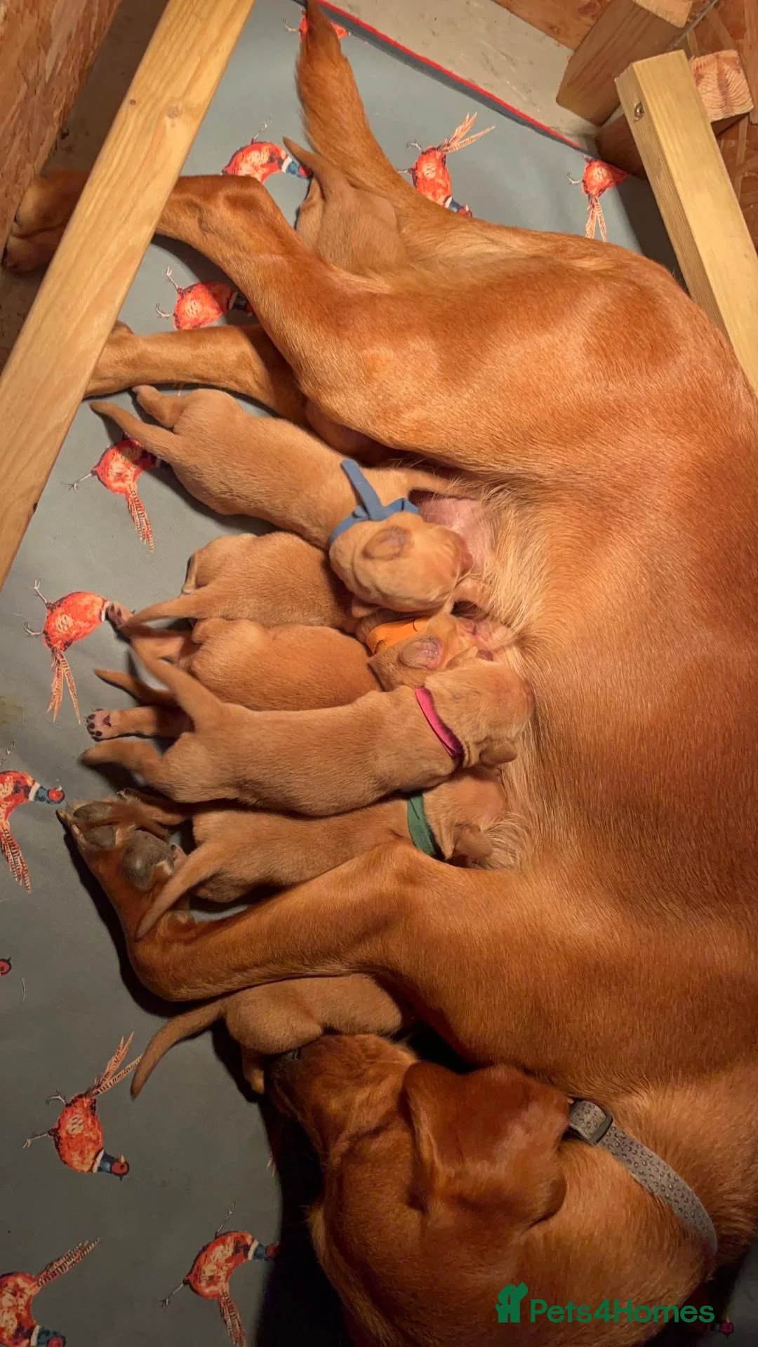 Mixed Breed dogs for sale: LABRADOR RETRIEVER PUPPIES - Advert 1
