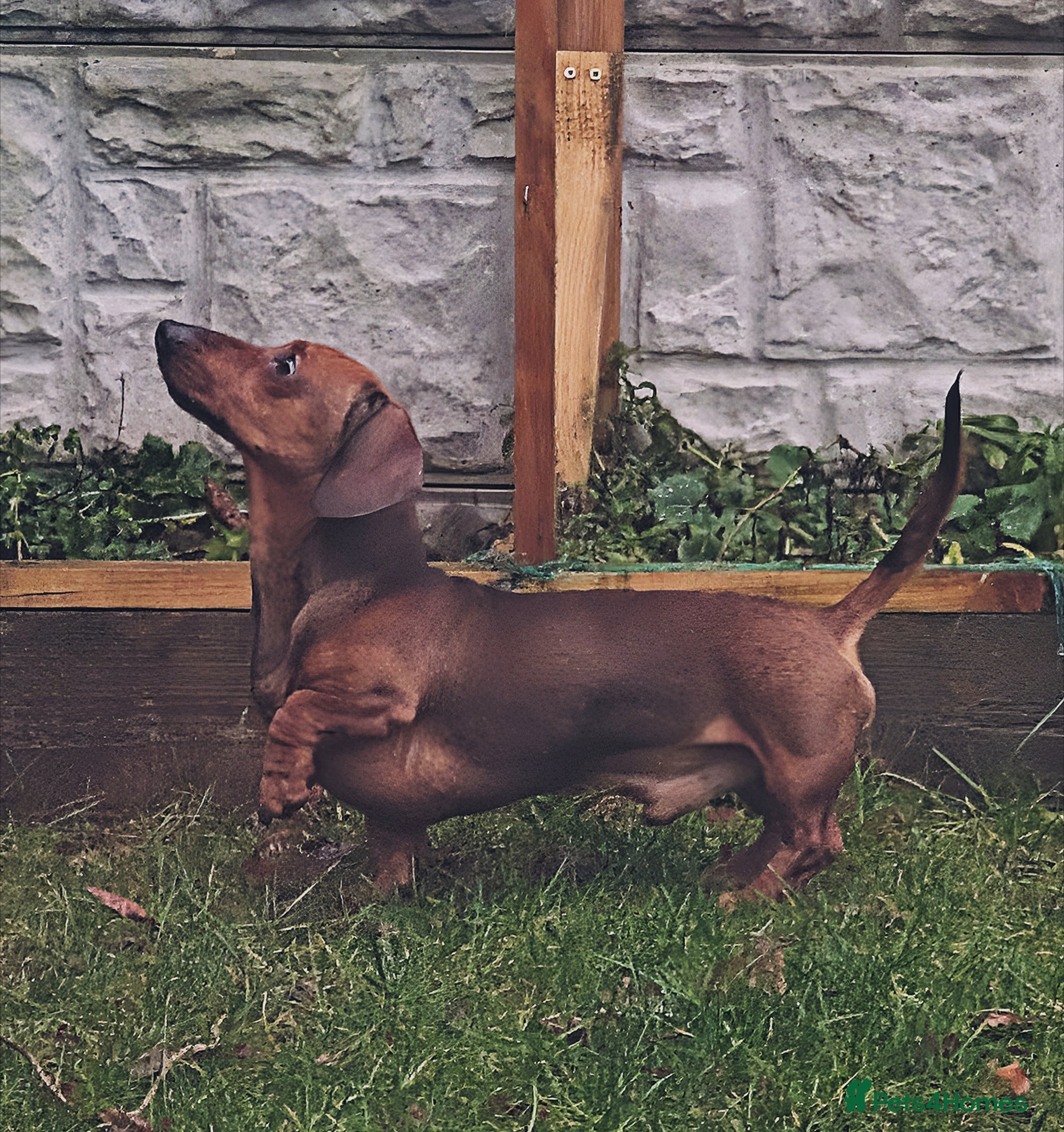 Miniature Dachshund dogs KC Reg Dachshund (Min smooth haired) - Advert 2