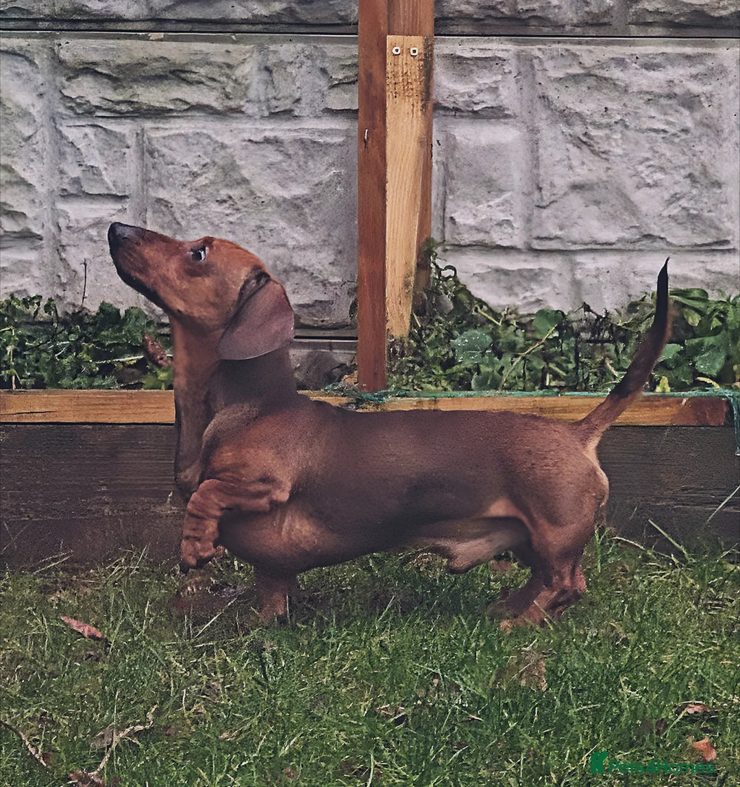 Miniature Dachshund dogs for stud: KC Reg Dachshund (Min smooth haired) - Advert 1