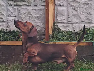 Miniature Dachshund dogs KC Reg Dachshund (Min smooth haired) - Advert 2