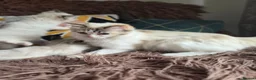 Ragdoll cats for sale: GCCF Registered Gorgeous Kittens  - Advert 31