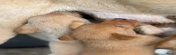Labrador Retriever dogs for sale: SHAEDS OF YELLOW TO FOXRED - Advert 13