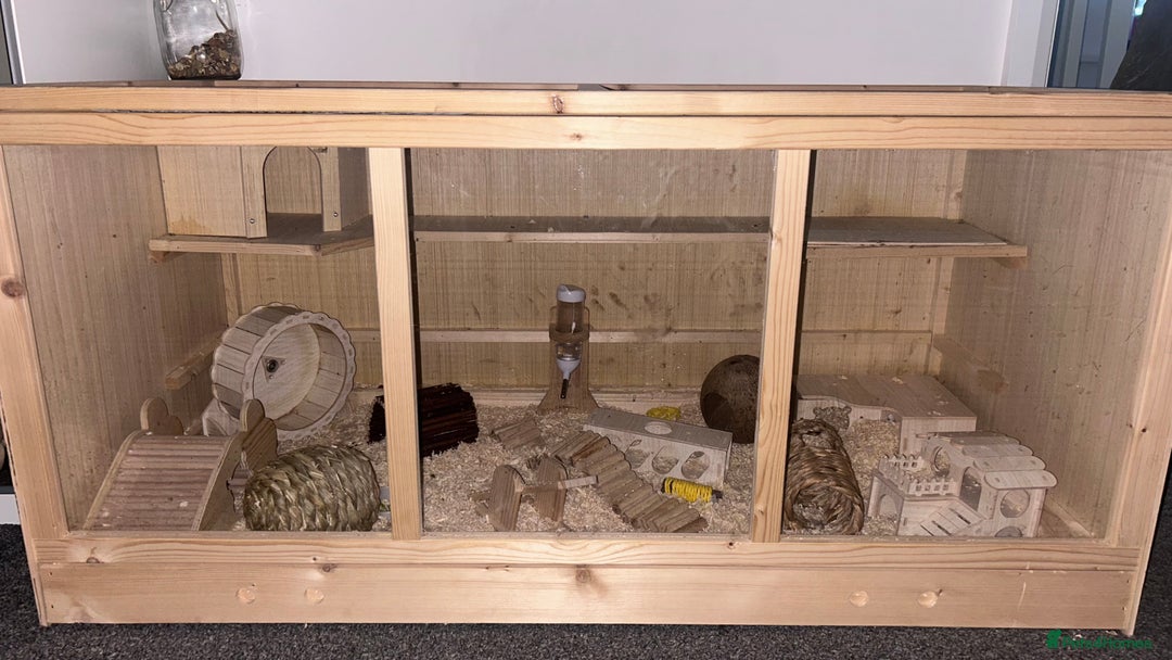 Hamster rodents for sale: HAMSTER,CAGE & ACCESORIES - Advert 4