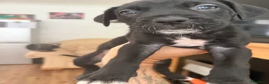 Cane Corso 6