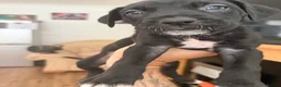 Cane Corso dogs for sale: Cane corso puppies - Advert 14
