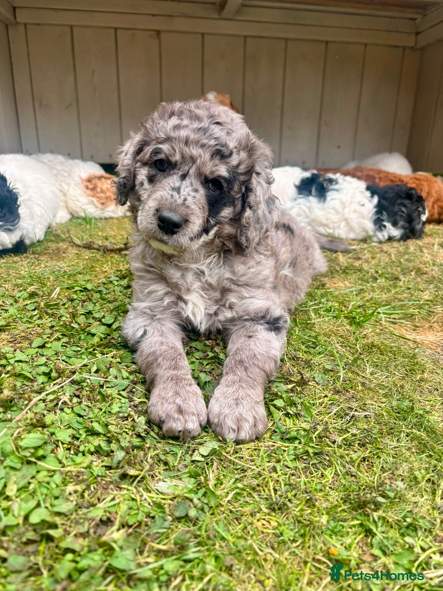 Cockapoo dogs Ready soon! Can be flexible on collection date  - Advert 18