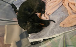 Miniature Dachshund dogs for sale: Miniature Daschund 1XBOY - Advert 5