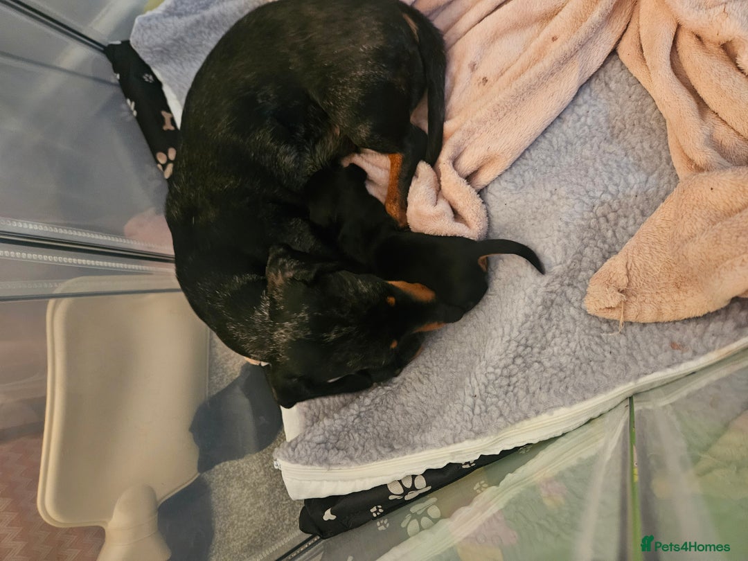 Miniature Dachshund dogs for sale: Miniature Daschund 1XBOY - Advert 5