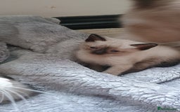 Ragdoll cats for sale: 3 quarters RAGDOLL KITTENS FOR SALE £150 - Image 9