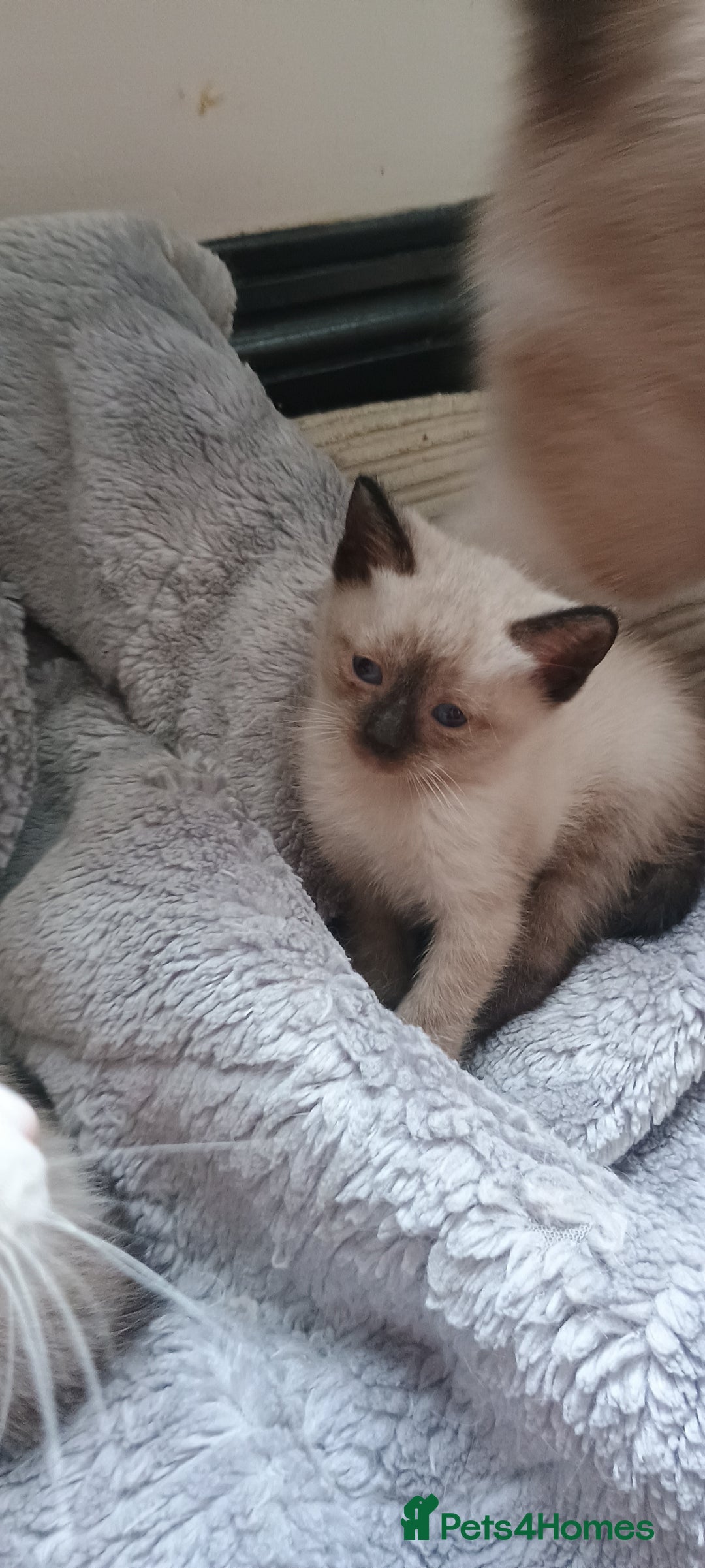 Ragdoll cats for sale: 3 quarters RAGDOLL KITTENS FOR SALE £150 - Image 9