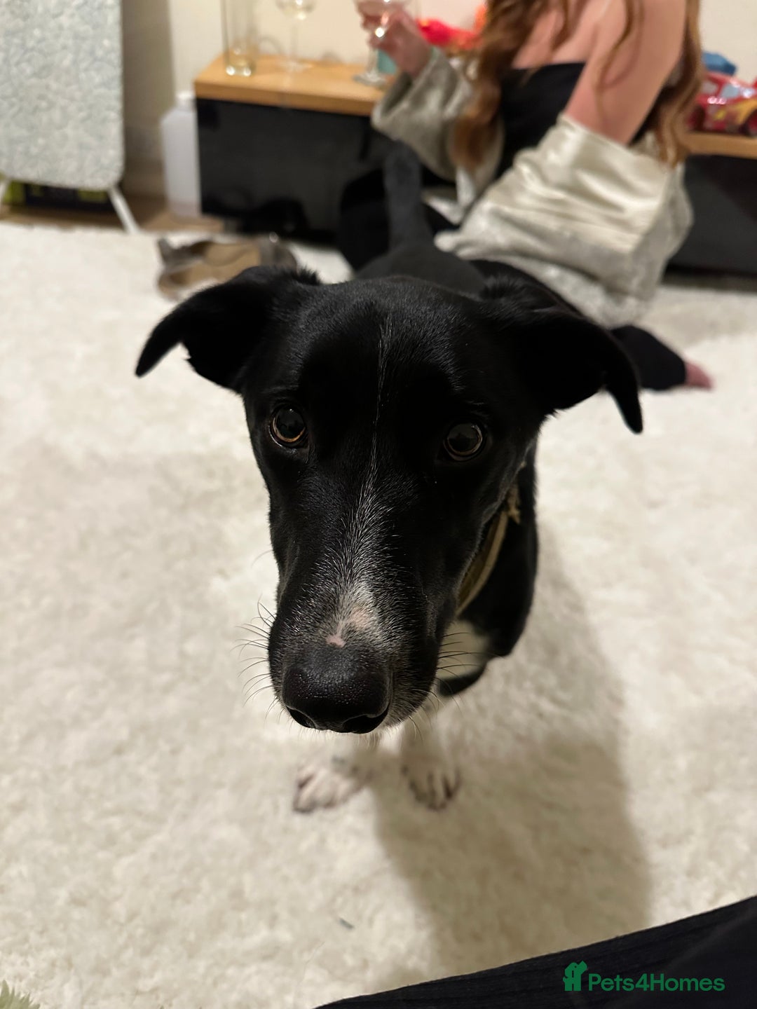 Mixed Breed dogs for sale: Buddy - Image 3