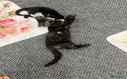 LaPerm cats for sale: Free Black Ginger kitten - Image 5