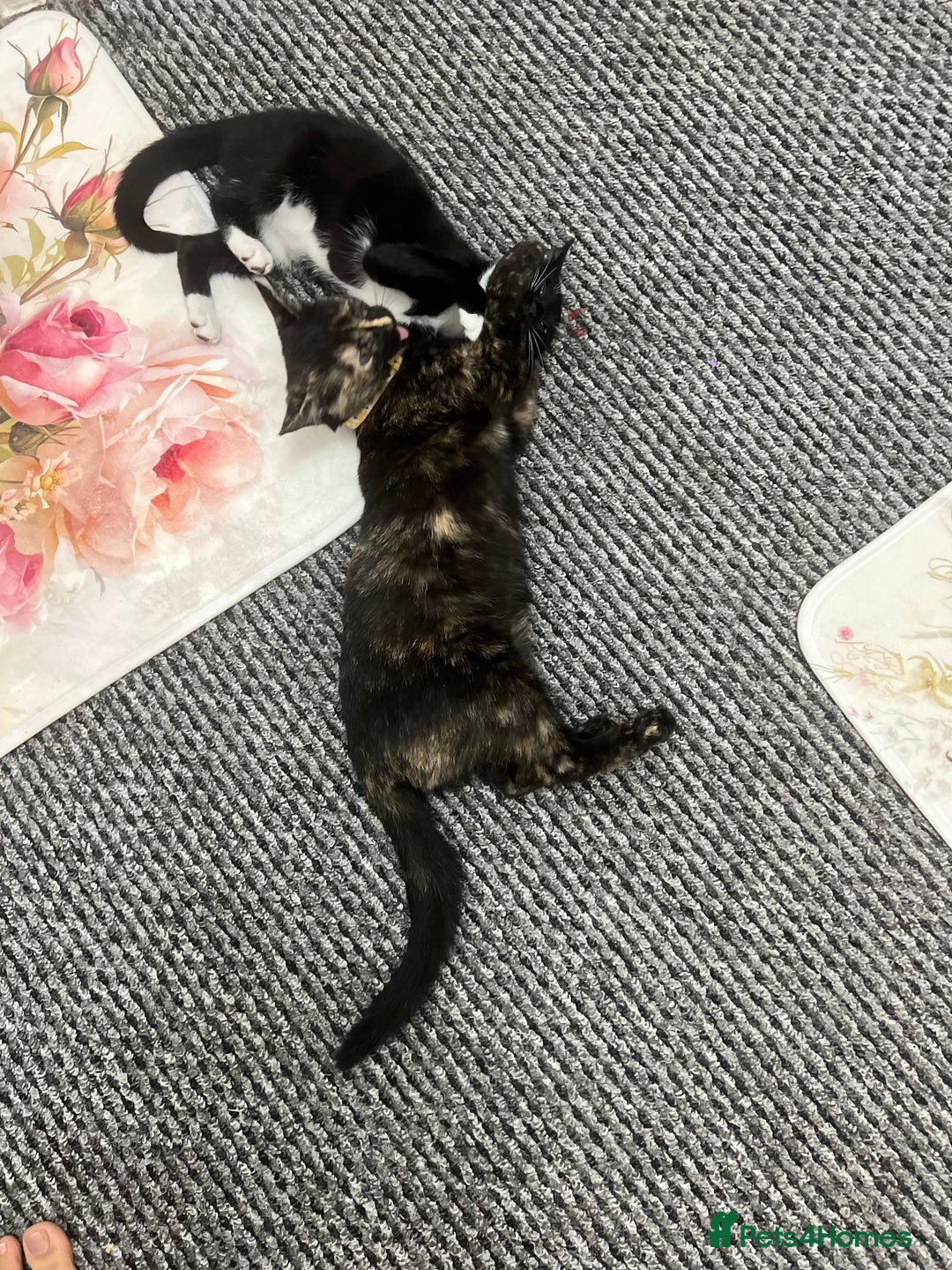LaPerm cats for sale: Free Black Ginger kitten - Image 5