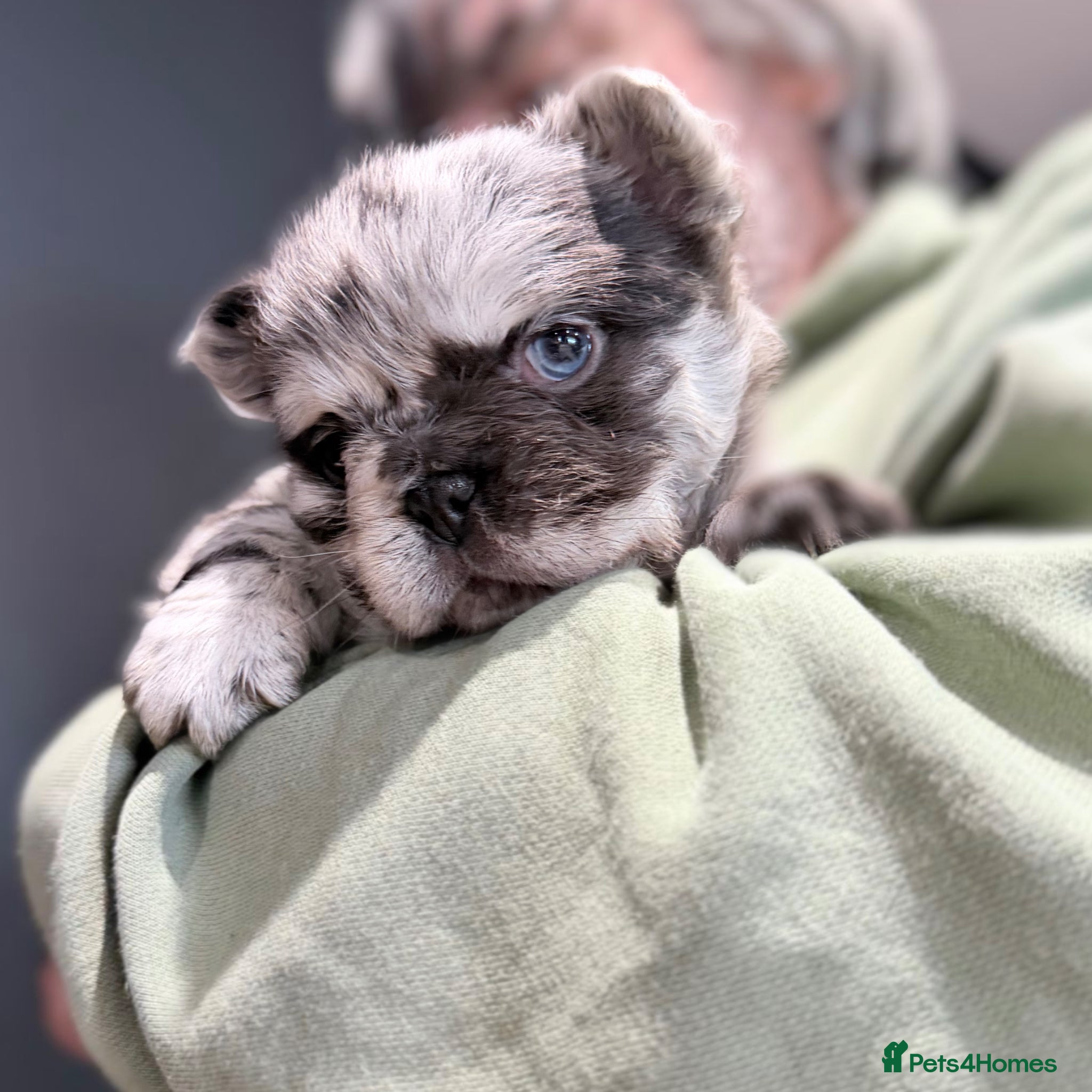 French Bulldog dogs for sale: Fluffy Merle & Black and Tan Frenchie Puppies 🐾 - Advert 1
