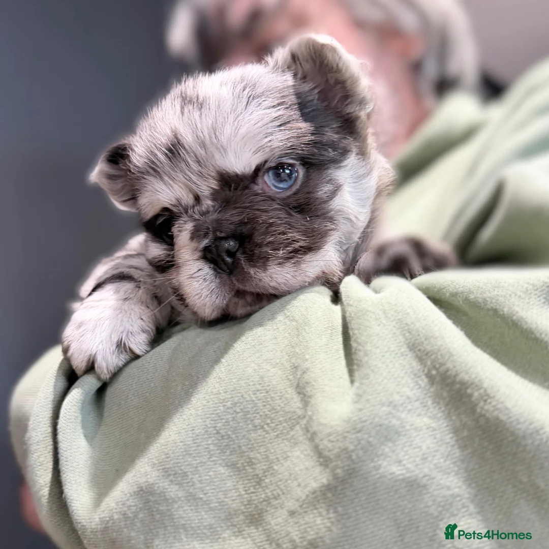French Bulldog dogs for sale: Fluffy Merle & Black and Tan Frenchie Puppies 🐾 in Daventry - Advert 1