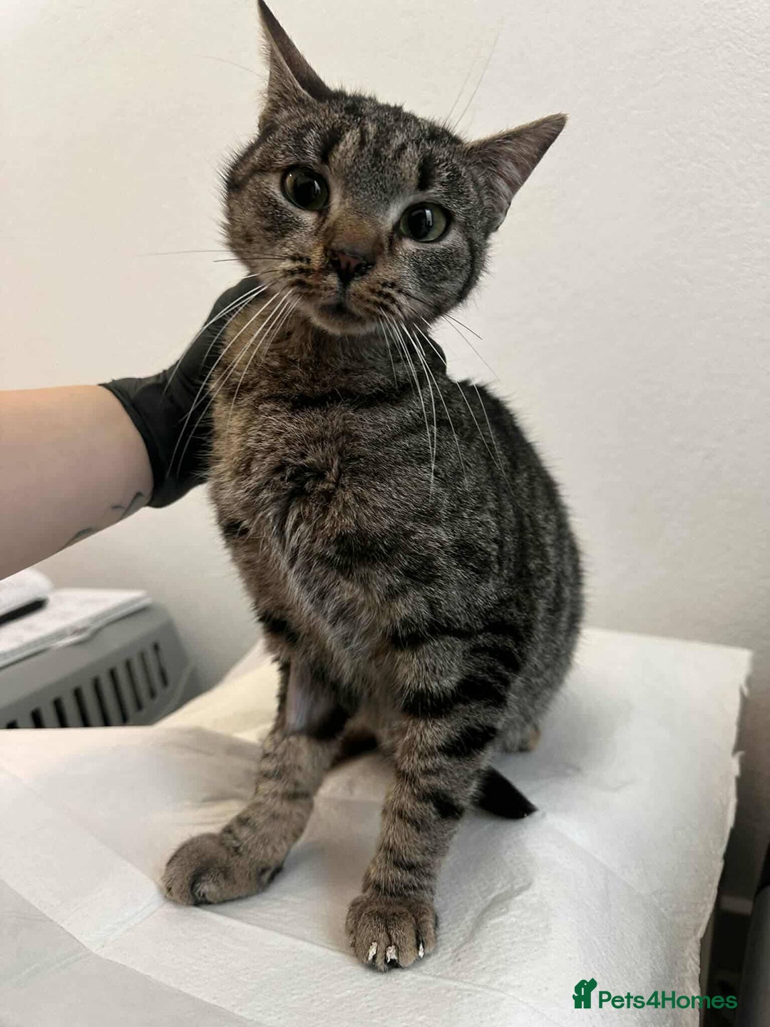 Mixed Breed cats for adoption: Moon for adoption - Advert 3