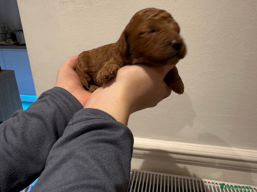 Cavapoo dogs for sale: A Premium litter of F1B Toy Cavapoo Puppies  - Advert 18