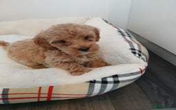 Cockapoo dogs for sale: Adorable F1B red cockapoo puppies  - Image 26