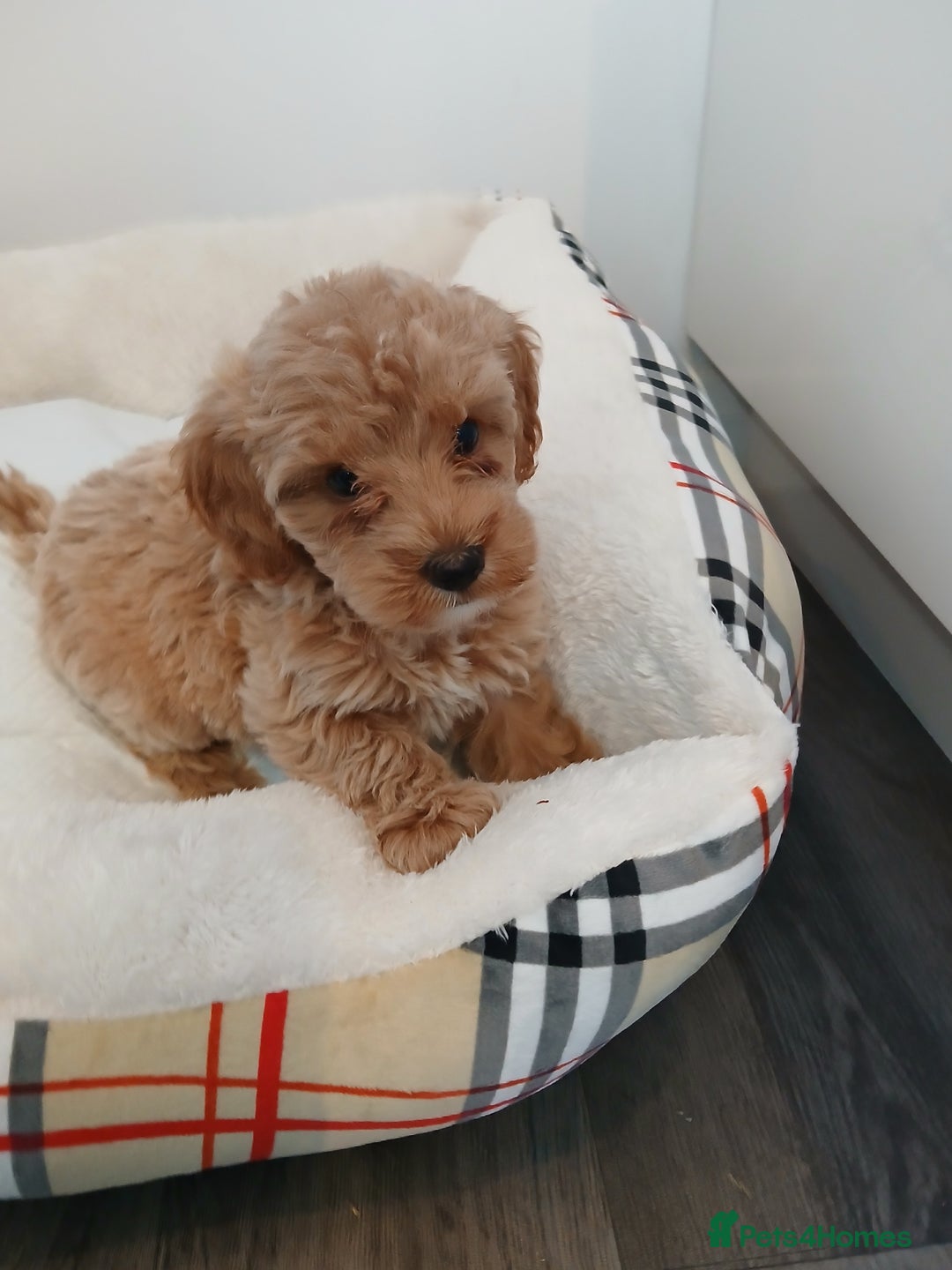 Cockapoo dogs for sale: Adorable F1B red cockapoo puppies  - Image 26
