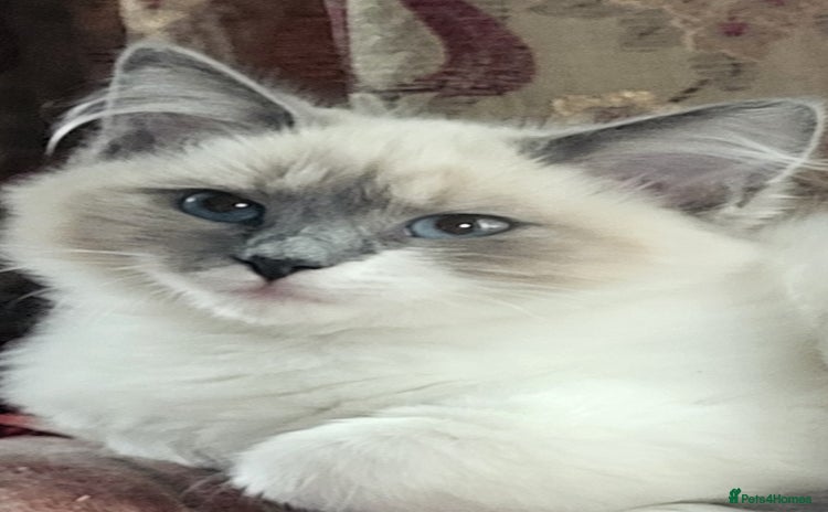 Siberian cats - Advert 1