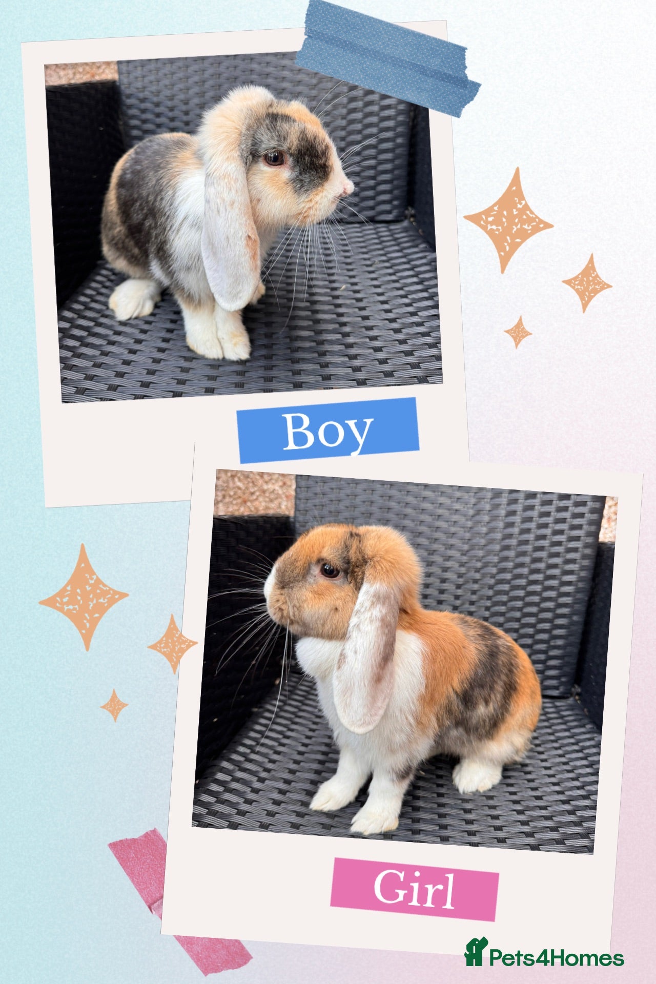 English Lop rabbits Beautiful Bonded Rabbit Pair 1 Buck & 1 Doe 🐇 - Advert 1
