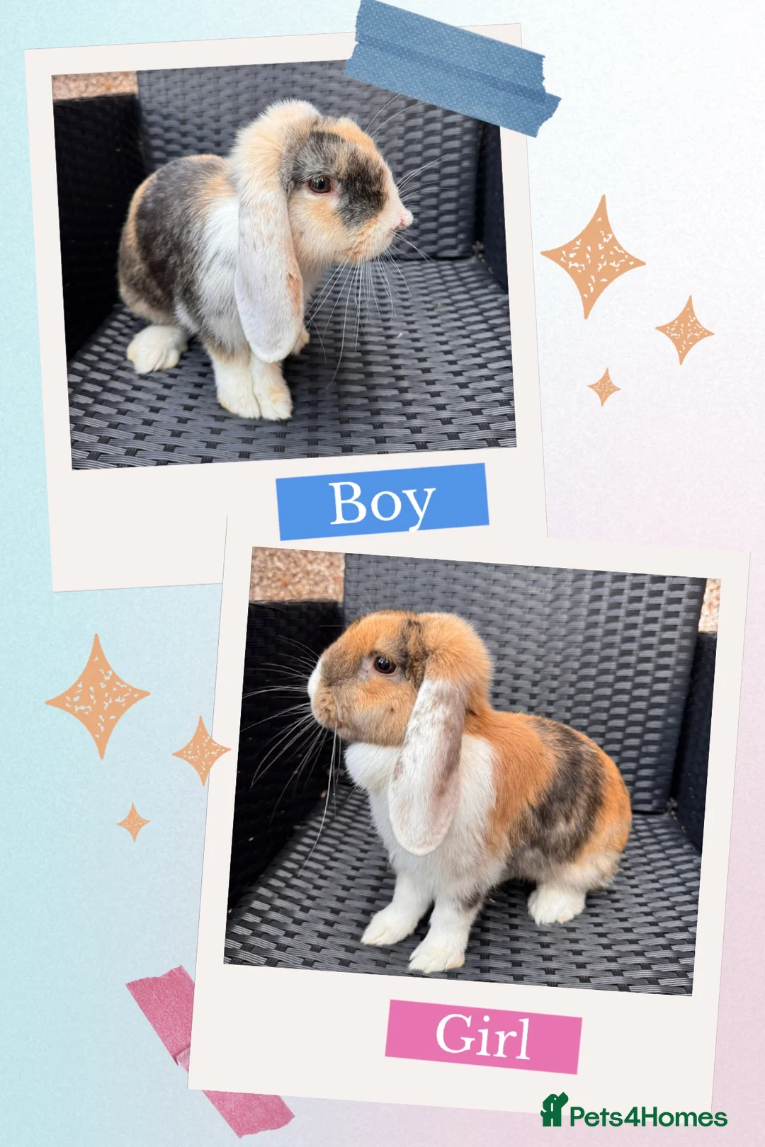 English Lop rabbits for sale: Beautiful Bonded Rabbit Pair 1 Buck & 1 Doe 🐇 - Advert 1