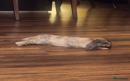 Netherland Dwarf rabbits for sale: Netherland Lop - Image 5