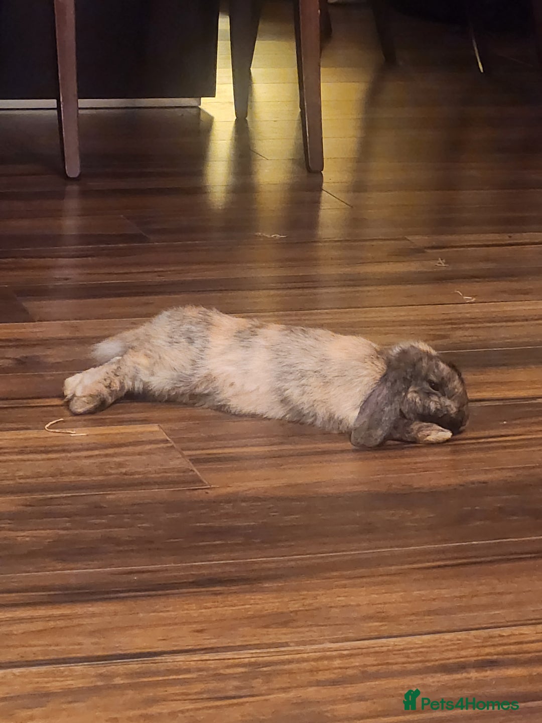 Netherland Dwarf rabbits for sale: Netherland Lop - Image 5