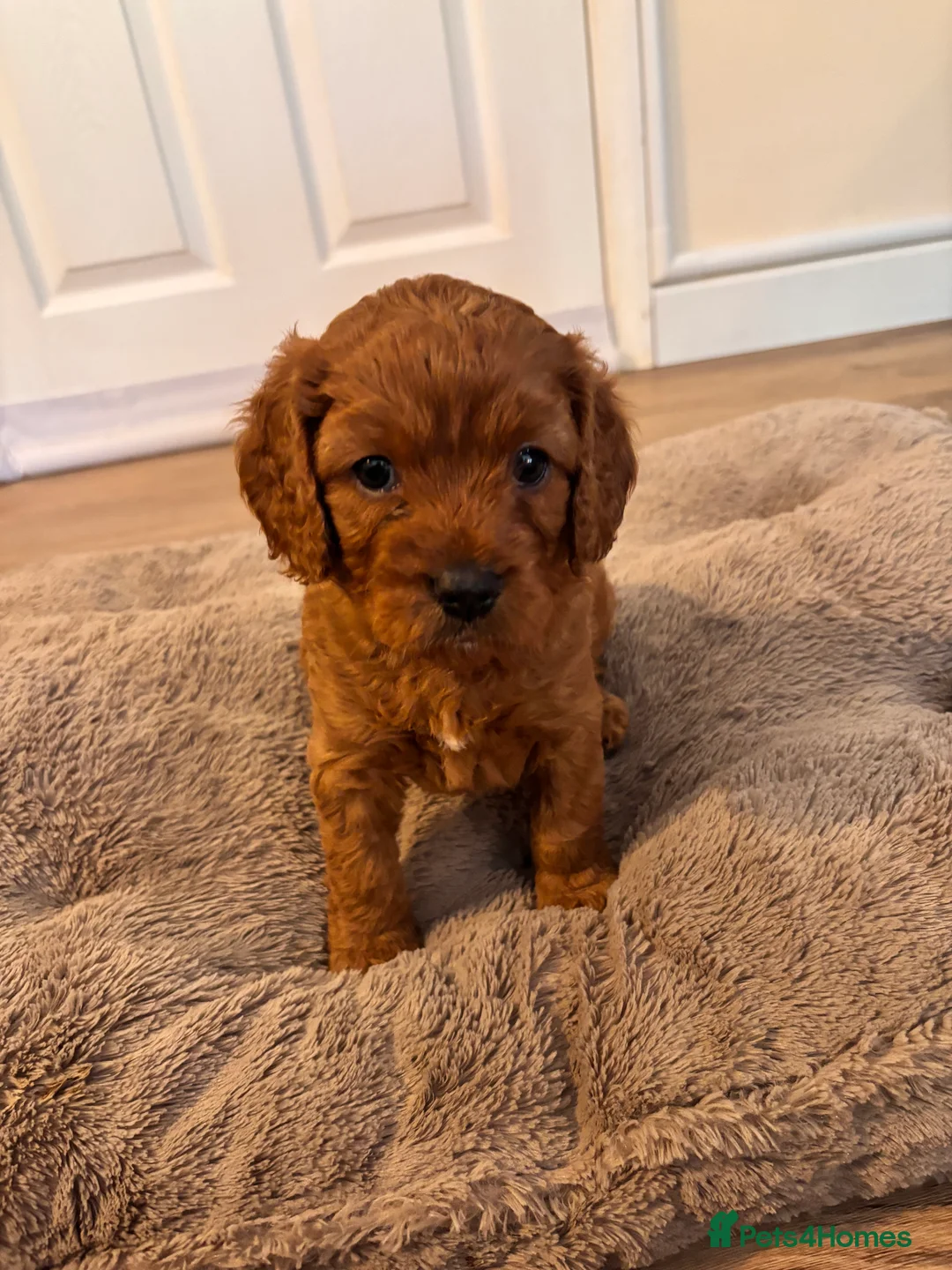 Cavapoo dogs for sale: F1 Cavpoos 4 Girls 1 Boy - Advert 25