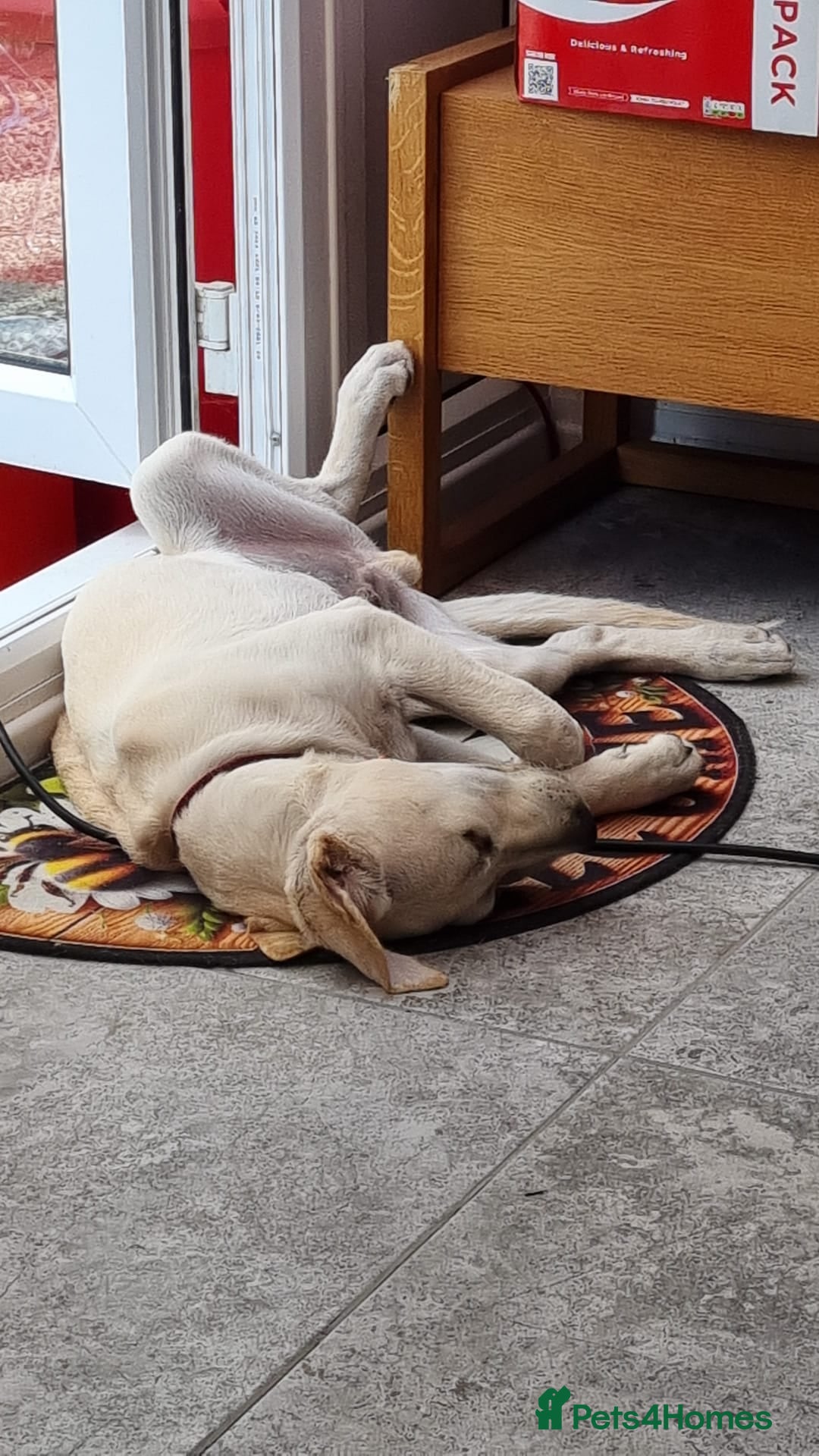 Labrador Retriever dogs for sale: 6.5month labrador pup looking for a loving home - Image 5