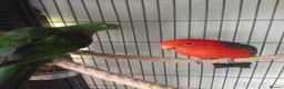 Mixed Breed birds for sale: Australian King pair  - Advert 1