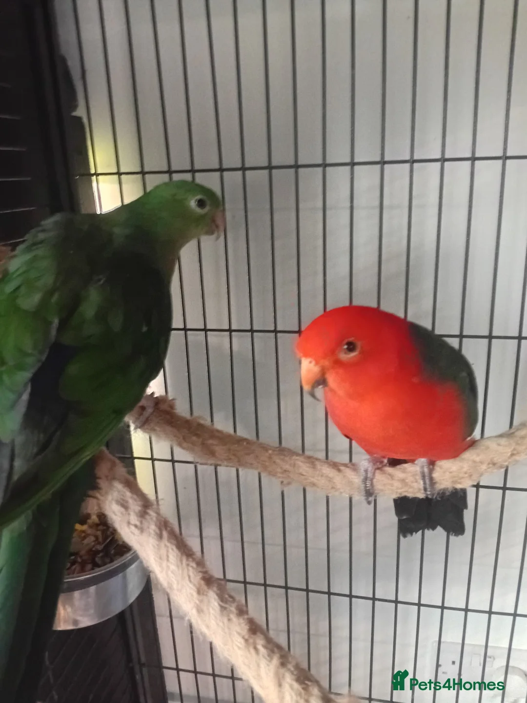 Mixed Breed birds for sale: Australian King pair  - Advert 1