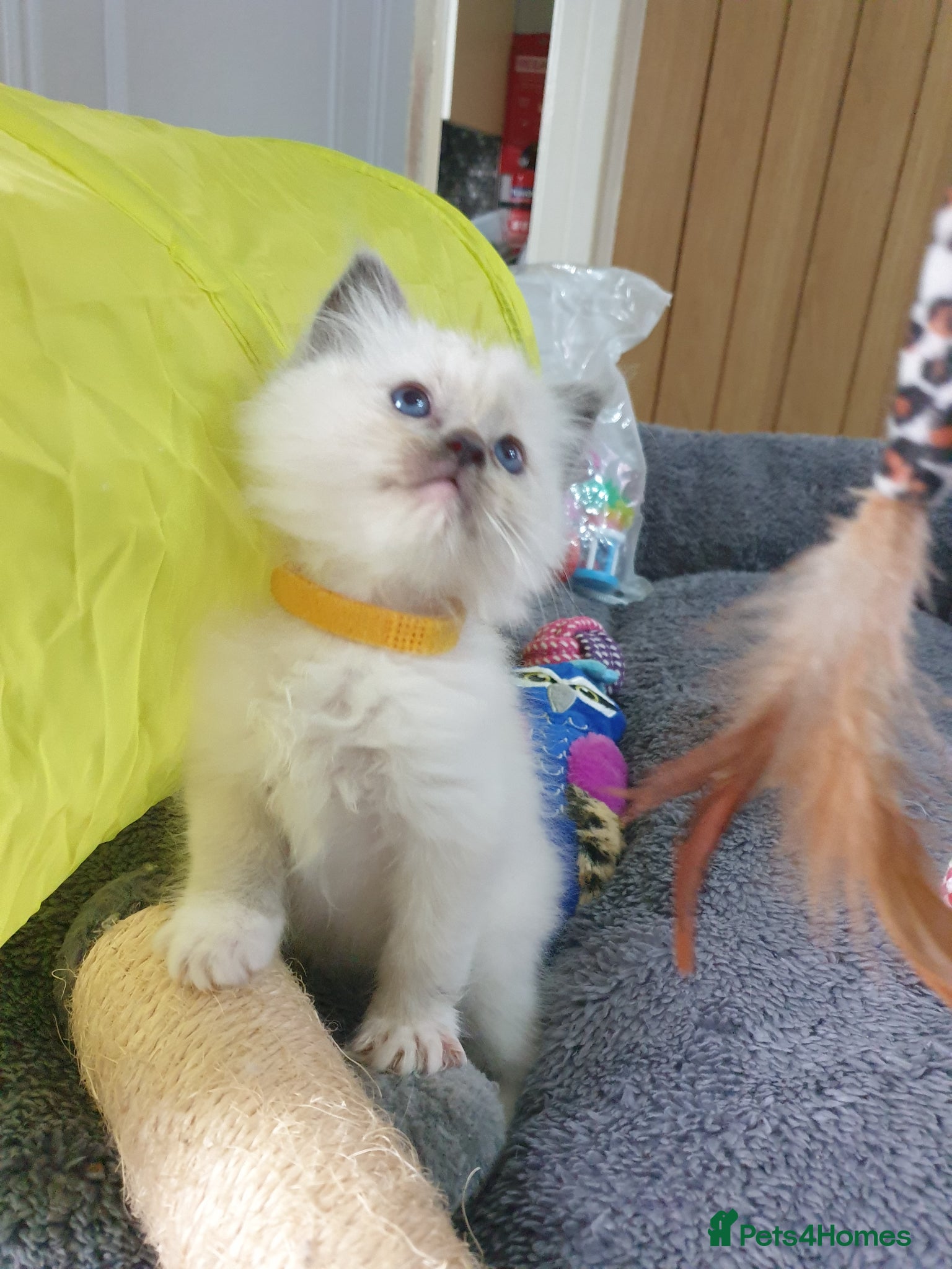 Ragdoll cats Blue Point Ragdoll Kitten-vaccines/microchipped - Advert 1