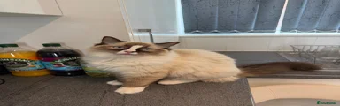 Ragdoll 2