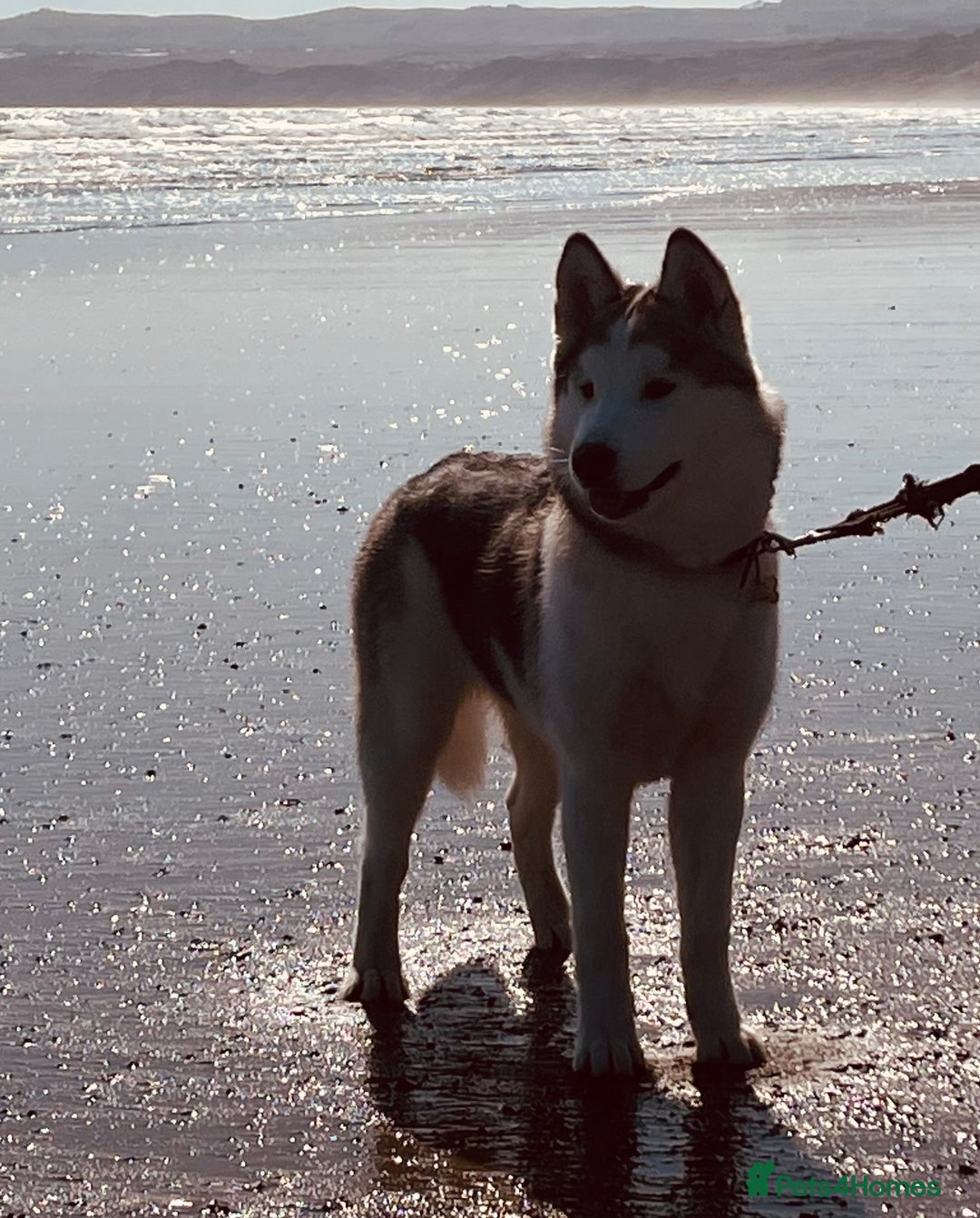 Alaskan Malamute dogs for sale: Beautiful Alaskan Malamute 11 months Old - Image 3