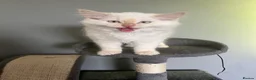 Mixed Breed cats for sale: Woody 🤠 7-month-old Male Cat in Fowey - Advert 10