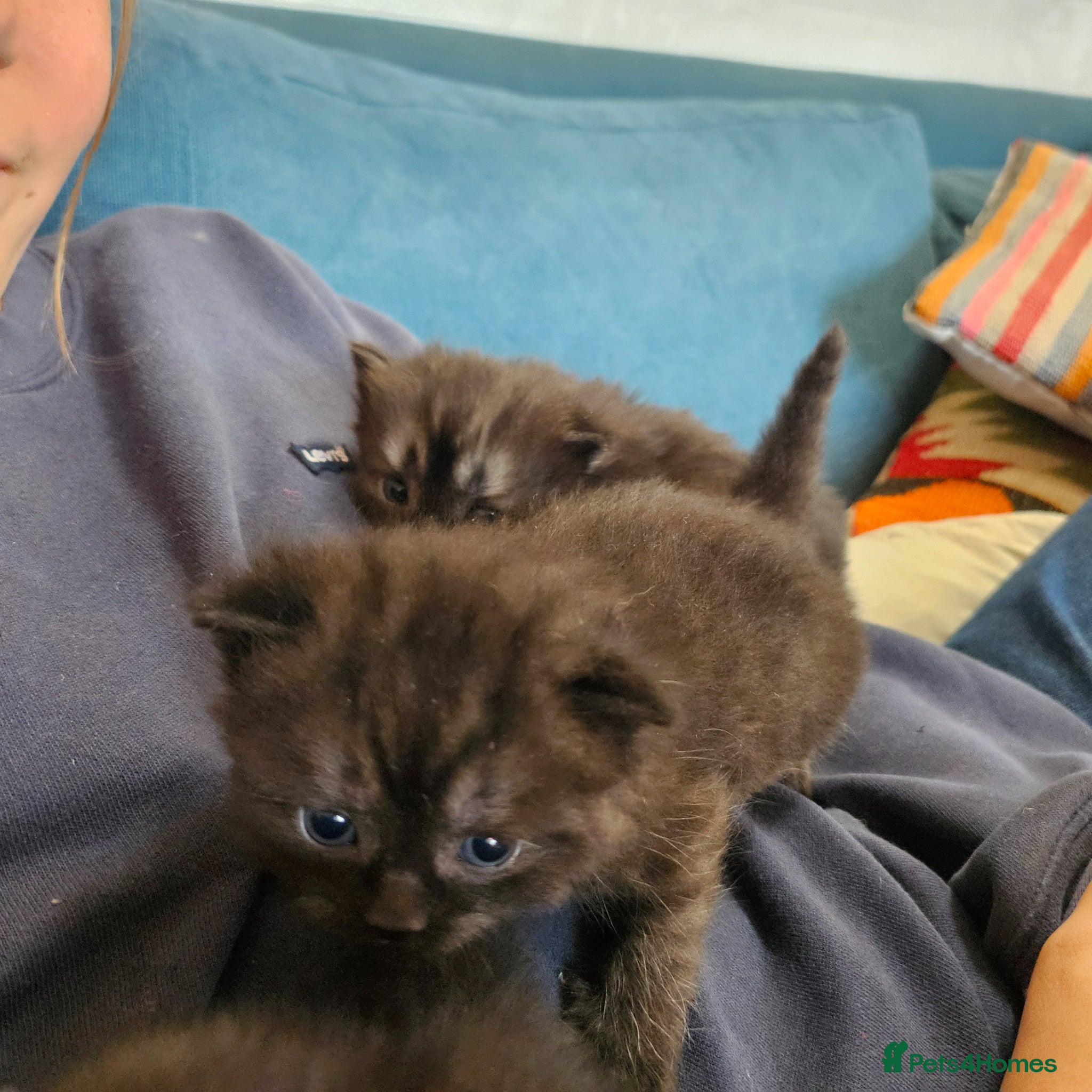 Persian cats for sale: Persian x kittens in Crewkerne - Advert 9