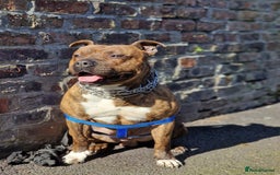 Staffordshire Bull Terrier dogs for sale: Looking to rehouse Dante - Image 3