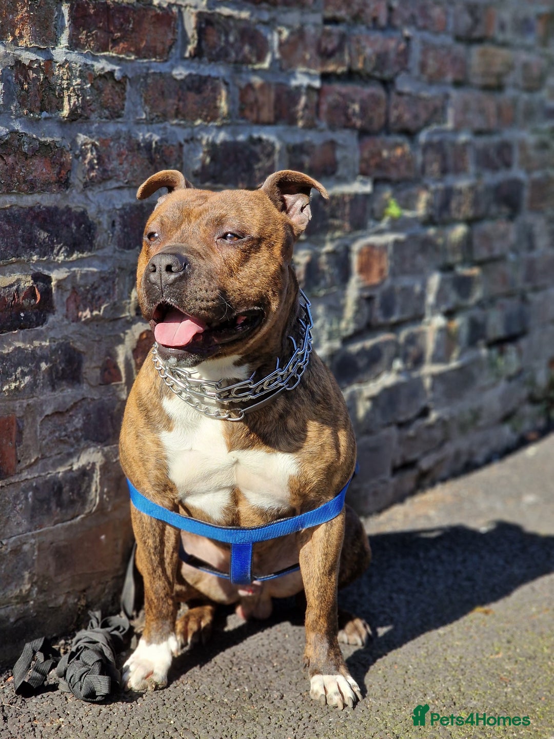 Staffordshire Bull Terrier dogs for sale: Looking to rehouse Dante - Image 3