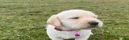 Labradoodle dogs for sale: Beautiful labradoodle puppies smart and gently in Fraserburgh - Advert 1
