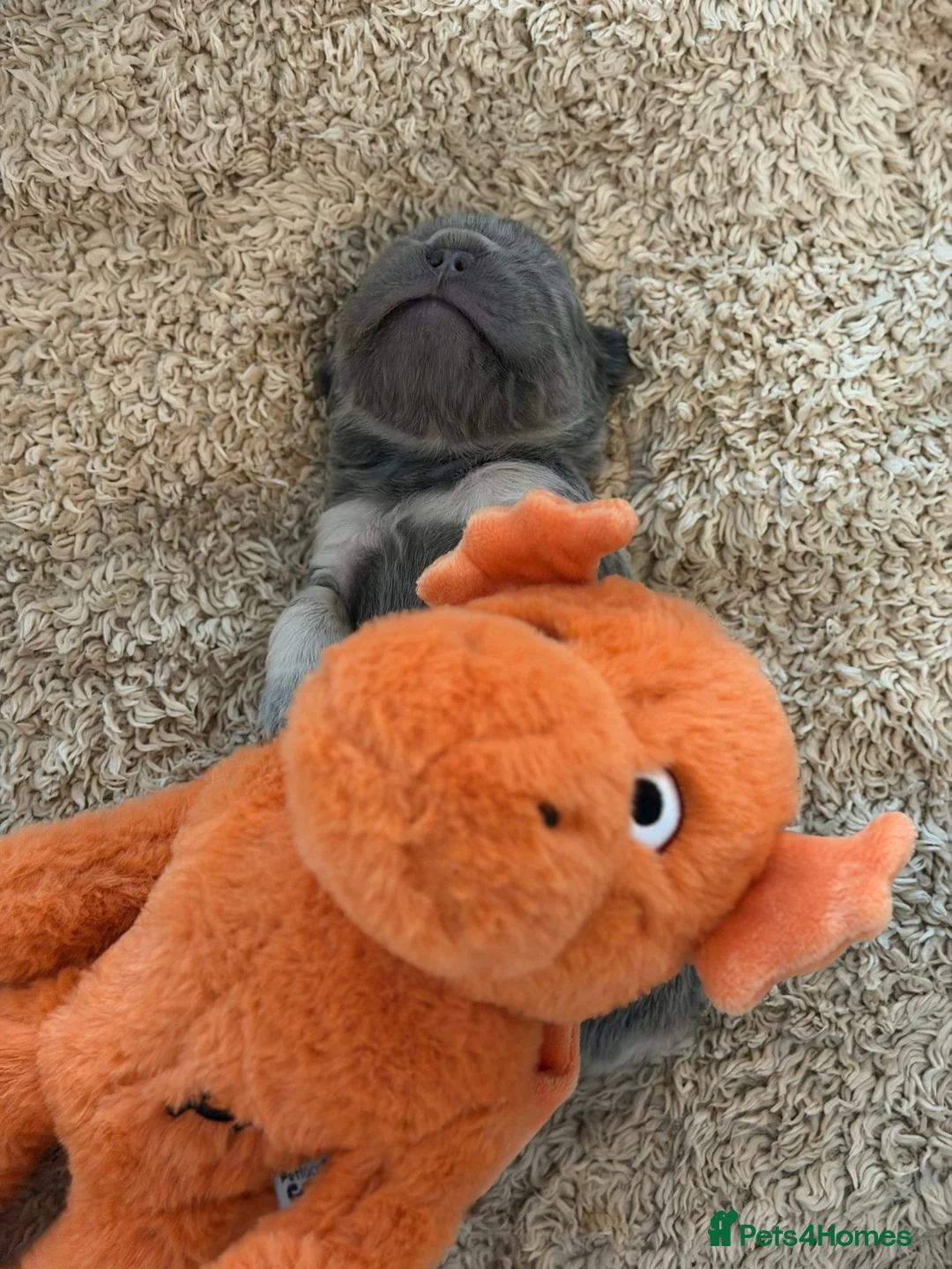 French Bulldog dogs for sale: French Bulldog  **  fluffy  in Bognor Regis - Advert 11