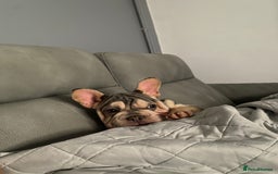 French Bulldog dogs for sale: French bulldog - Image 3