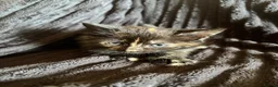 Mixed Breed cats for sale: Beautiful Tortoiseshell & ginger kittens  - Advert 14