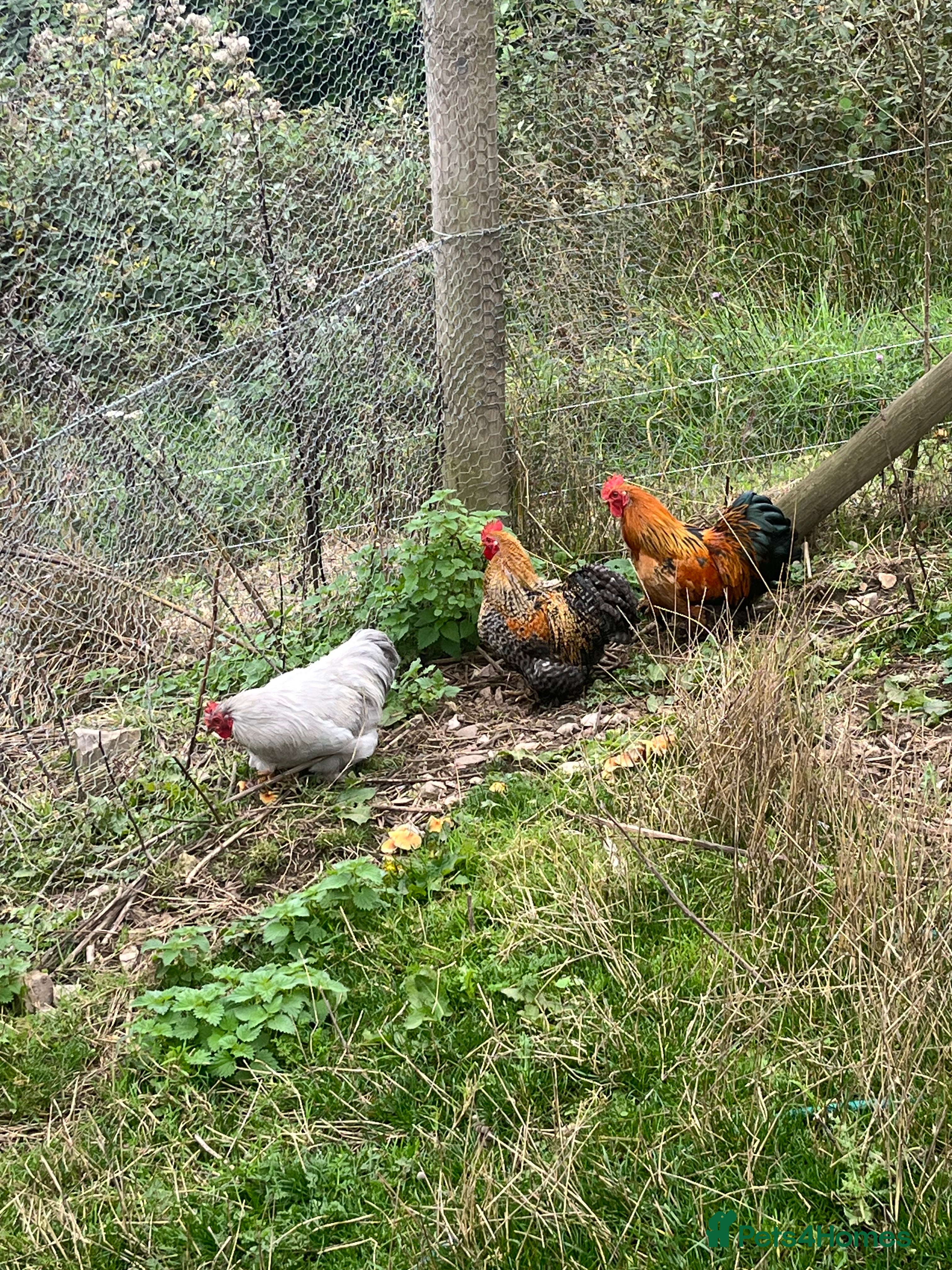 Chickens poultry Lavender Pekin bantam cockerels  - Advert 8