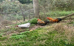 Chickens poultry for sale: Pekin bantam cockerels  - Image 1