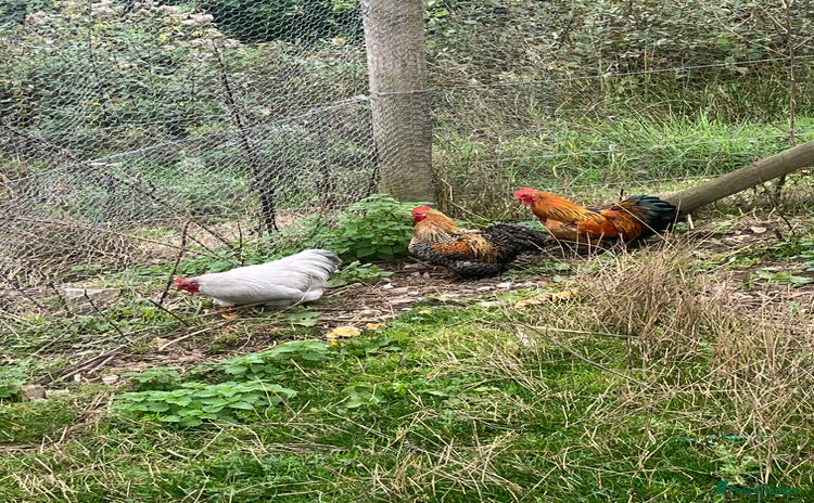 Chickens poultry - Advert 14