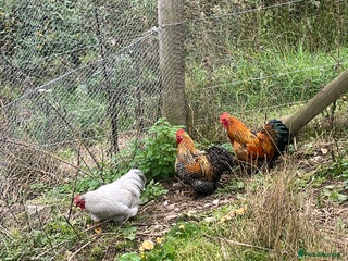 Chickens poultry - Advert 19