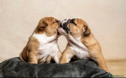 English Bulldog dogs for sale: Beautiful British Bulldog’s  - Image 13
